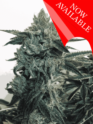 Sticky Zkittles Glue by Cream of the Crop – Body Stone – 12/12 Photoperiod – Sweet – image 1 – Seed City