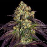 Image 1 of Stracciatella cannabis by TH Seeds – Guaranteed female plants – Vanilla – Mostly Sativa – Seed City