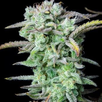 showing Euphoric – Mostly Indica – Guaranteed female plants – image 2 – Seed City