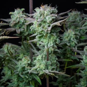 showing Fruity – Indoor – Tall (140cm plus) – image 3 – Seed City