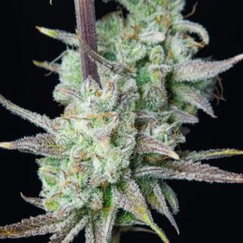 Strawberry Banana Auto from FastBuds