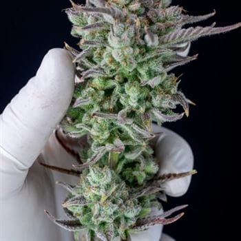 showing Indoor – Auto-Flowering – Tall (140cm plus) – image 4 – Seed City