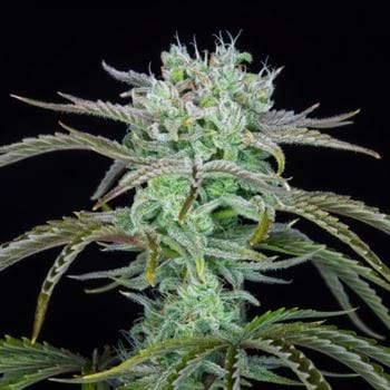 Strawberry Banana Auto by FastBuds – Super Strength – Tall (140cm plus) – Auto-Flowering – image 5 – Seed City