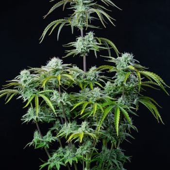 Strawberry Banana Auto cannabis seeds – Tall (140cm plus) – Guaranteed female plants – Indoor – image 6 from Seed City