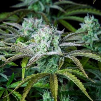 Image 7 of Strawberry Banana Auto cannabis by FastBuds – Super Strength – Tall (140cm plus) – Fruity – Seed City