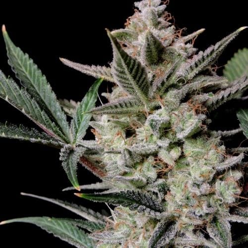 Image 2 of Strawberry Gorilla Auto cannabis by FastBuds – Appetite Stimulant – Good for outdoor grow – Piney – Seed City
