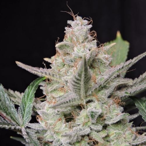 Strawberry Gorilla Auto by FastBuds – Female seeds – Appetite Stimulant – Indica-heavy – image 3 – Seed City
