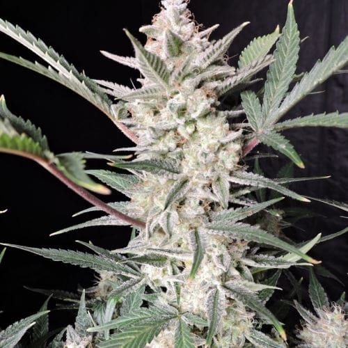 Strawberry Gorilla Auto by FastBuds – Indica-heavy – Good for outdoor grow – Female seeds – image 4 – Seed City