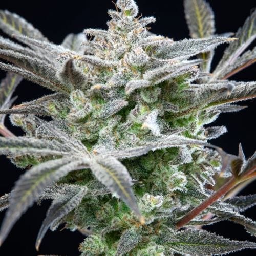 showing Good for outdoor grow – Piney – Female seeds – image 5 – Seed City