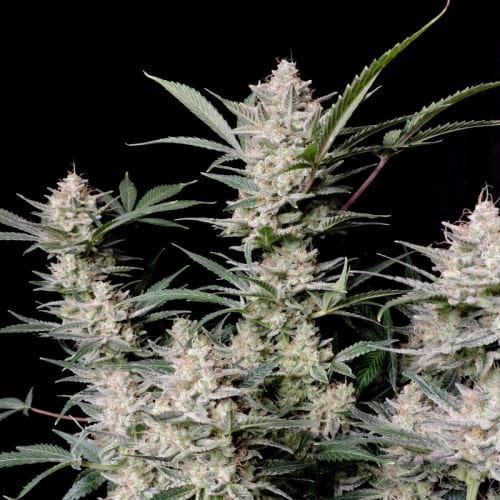 Strawberry Gorilla Auto cannabis seeds – Appetite Stimulant – Indica-heavy – 12/12 Photoperiod – image 6 from Seed City