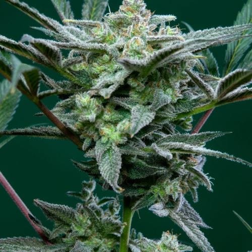 Image 7 of Strawberry Gorilla Auto cannabis by FastBuds – Good for outdoor grow – Super Strength – Piney – Seed City