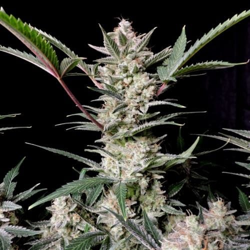 Strawberry Gorilla Auto cannabis seeds – Appetite Stimulant – Indica-heavy – Piney – image 8 from Seed City