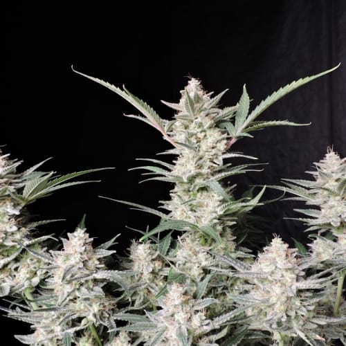 Image 9 of Strawberry Gorilla Auto cannabis by FastBuds – 12/12 Photoperiod – Female seeds – Piney – Seed City