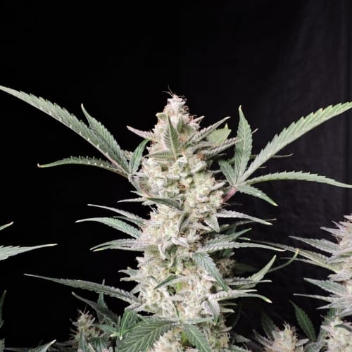 Strawberry Gorilla Auto by FastBuds – Appetite Stimulant – Good for outdoor grow – Indica-heavy – image 10 – Seed City