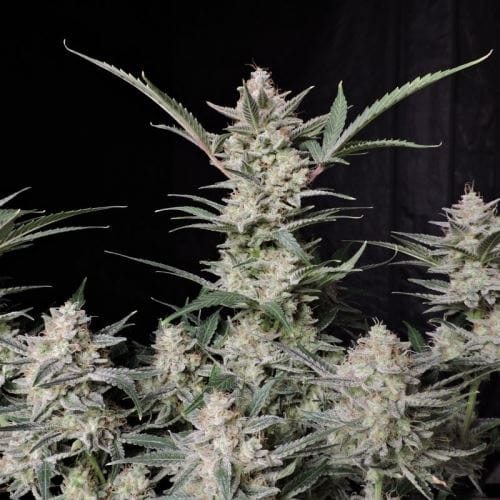 Strawberry Gorilla Auto cannabis seeds – Indica-heavy – Super Strength – 12/12 Photoperiod – image 12 from Seed City