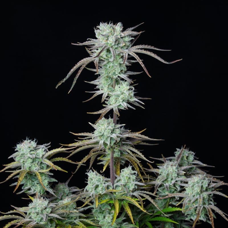 Fruity – Tall (140cm plus) – Super Strength – Strawberry Banana Auto strain – image 1 – from FastBuds via Seed City