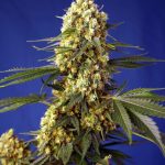 Relaxing – Indica-heavy – Outdoor – Strawberry Banana Gelato XL Auto strain – image 1 – from Sweet Seeds via Seed City