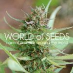 Sweet – Indoor-friendly – Super Strength – Strawberry Blue strain – image 1 – from World of Seeds via Seed City