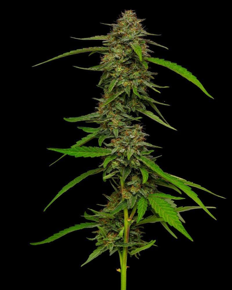 Strawberry Cheesecake Autoflower cannabis seeds – Sweet – Auto-Flowering – Middle of October – image 1 from Seed City