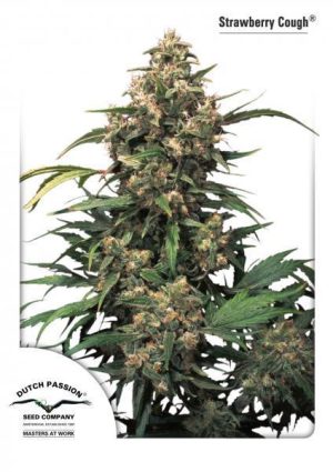 Strawberry Cough cannabis seeds – Sativa Dominant – Euphoric – Suited for indoor growing – image 1 from Seed City