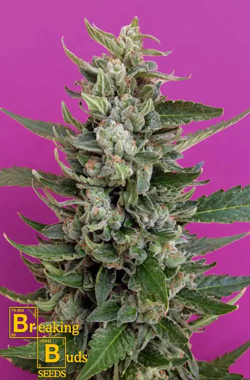 Krim Stroberi dari Breaking Buds Seeds