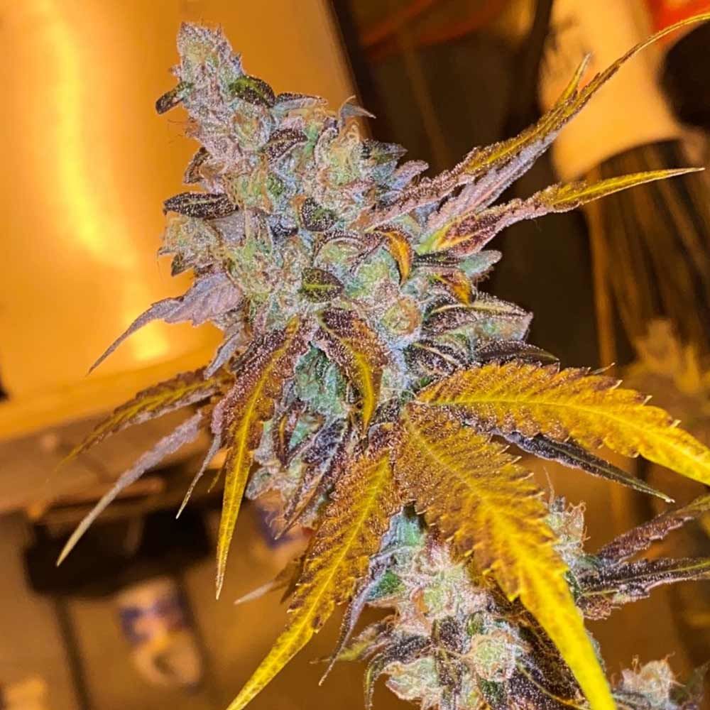 Spicy – Regular – 12/12 Photoperiod – Strawberry Diesel Cookies strain – image 1 – from Oni Seed Co via Seed City