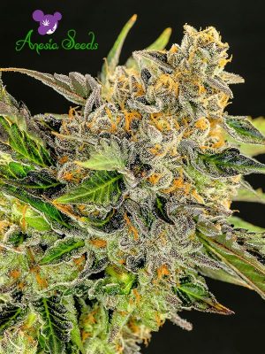 Image 1 of Strawberry Kush cannabis by Anesia Seeds – Sweet – Feminized – Indica-heavy – Seed City