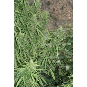 Image 1 of Strawberry Mango Haze cannabis by SuperAutos by Stitch – Mostly Sativa – Indoor – Auto-Flowering – Seed City