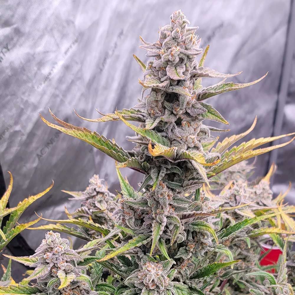 Strawberry Milk and Qookies Remix Auto cannabis – image 1 – Seed City
