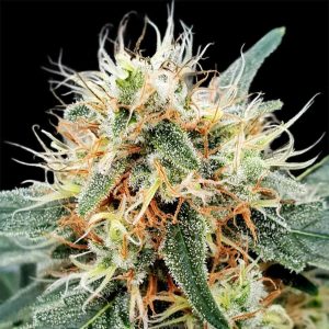 Image 1 of Stromboli Auto cannabis by Paradise Seeds – Sweet – Super Strength – 50% Indica/50% Sativa – Seed City