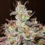 Sativa Dominant – Indoor – Uplifting – Sugar Tits strain – image 2 – from Ultra Genetics via Seed City