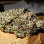 Image 3 of Sugar Tits cannabis by Ultra Genetics – 12/12 Photoperiod – Uplifting – Sativa Dominant – Seed City