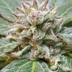 Focused – 12/12 Photoperiod – Regular – JSD Sugar Drum strain – image 1 – from KDS Seeds via Seed City