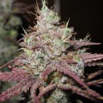 Sugar Tits by Ultra Genetics – Sativa Dominant – Indoor – Uplifting – image 1 – Seed City