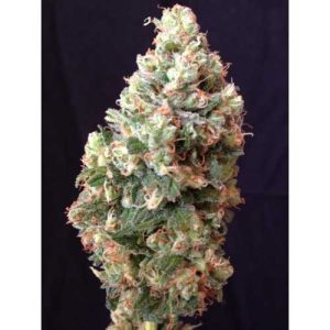 Auto Sumo's OG Kush cannabis seeds – Outdoor – Mostly Indica – Short (up to 80cm) – image 1 from Seed City
