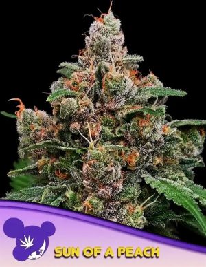 Image 1 of Sun of a Peach cannabis by Anesia Seeds – High Yielding – Indoor – Super Strength – Seed City