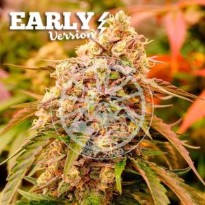 Sunday Punch Early Version