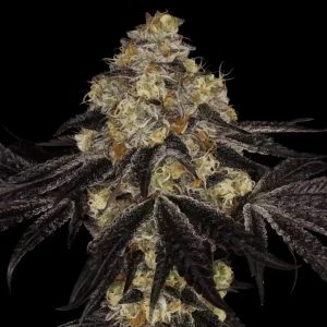 Indica Dominant – Skunky – 12/12 Photoperiod – Sunset Paradise strain – image 1 – from Paradise Seeds via Seed City