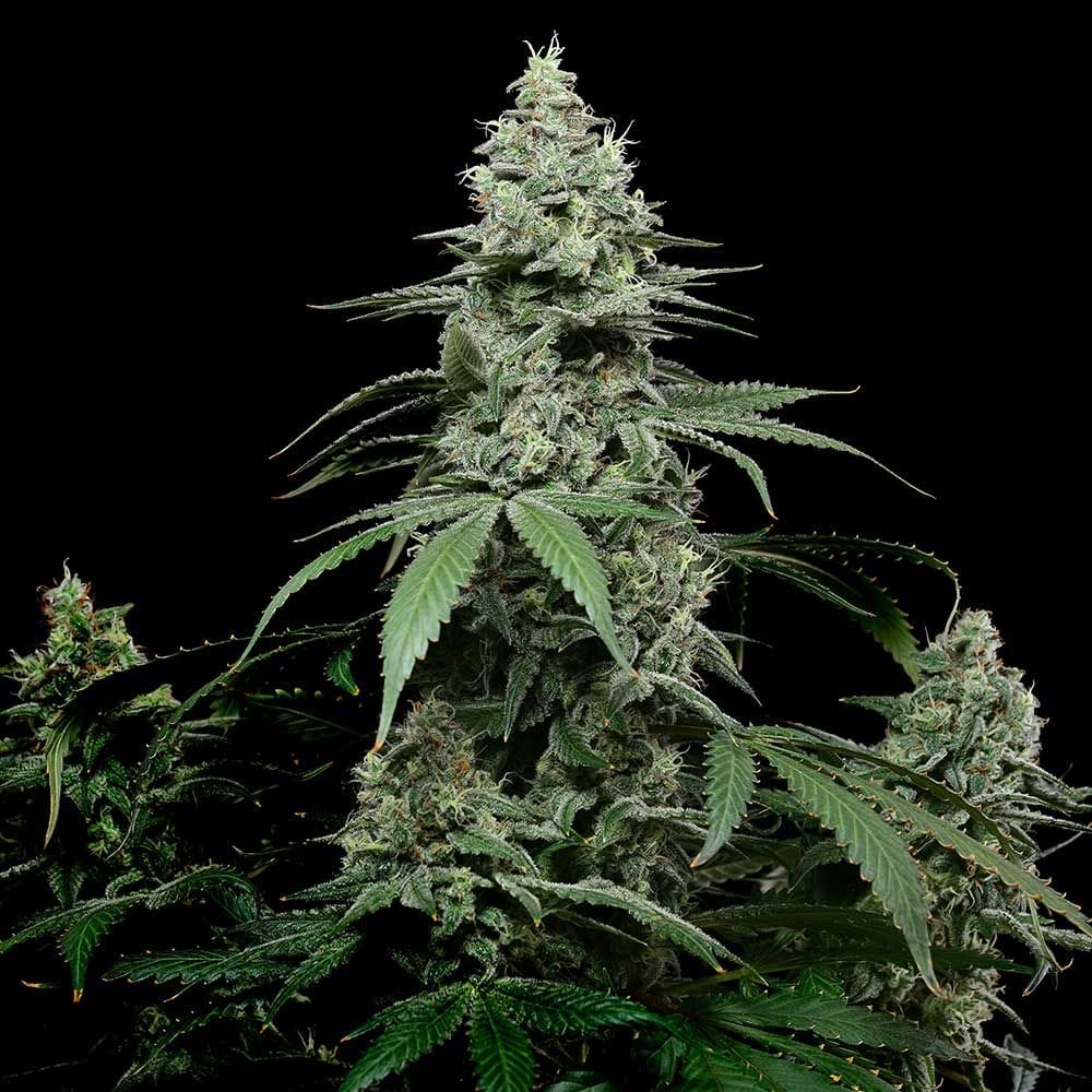 Image 1 of Sunset Pie cannabis by Cookies Seed Bank – Female seeds – 12/12 Photoperiod – Indoor – Seed City