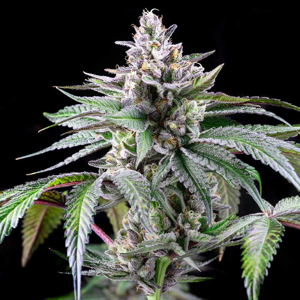 Sunsetz by Cookies Seed Bank – Indoor – 12/12 Photoperiod – Sweet – image 1 – Seed City