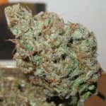 Super Silver Grapefruit cannabis seeds – Grapefruit – 12/12 Photoperiod – Feminized – image 2 from Seed City