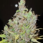 Super Silver Grapefruit cannabis seeds – Feminized – Motivational – Grapefruit – image 3 from Seed City