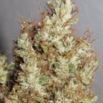 Super Silver Martian Haze by Ultra Genetics – Regular – 12/12 Photoperiod – Floral – image 2 – Seed City