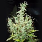 showing 12/12 Photoperiod – Regular – Floral – image 3 – Seed City