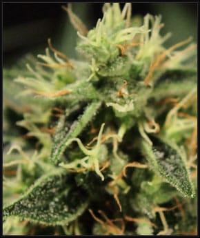 Indica-heavy – High Yielding – 12/12 Photoperiod – Super Bud strain – image 2 – from Green House Seeds via Seed City