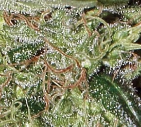 Super Bud Auto from Green House Seeds