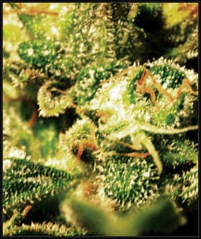Super Critical Auto-flowering cannabis seeds – Auto-Flowering – Relaxing – Mostly Indica – image 2 from Seed City