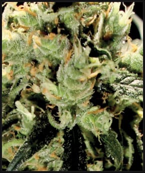 Feminized – Sativa-leaning – Citrus – Super Lemon Haze strain – image 2 – from Green House Seeds via Seed City