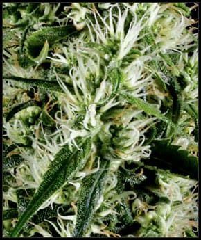 Super Silver Haze from Green House Seeds