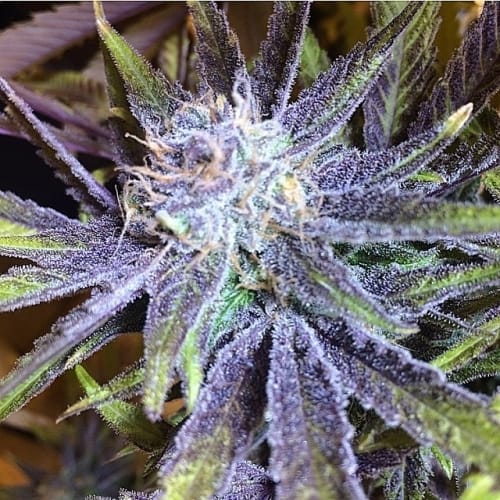 Image 2 of Super Star Tahoe OG cannabis by Dank Genetics – Earthy – 12/12 Photoperiod – Regular – Seed City